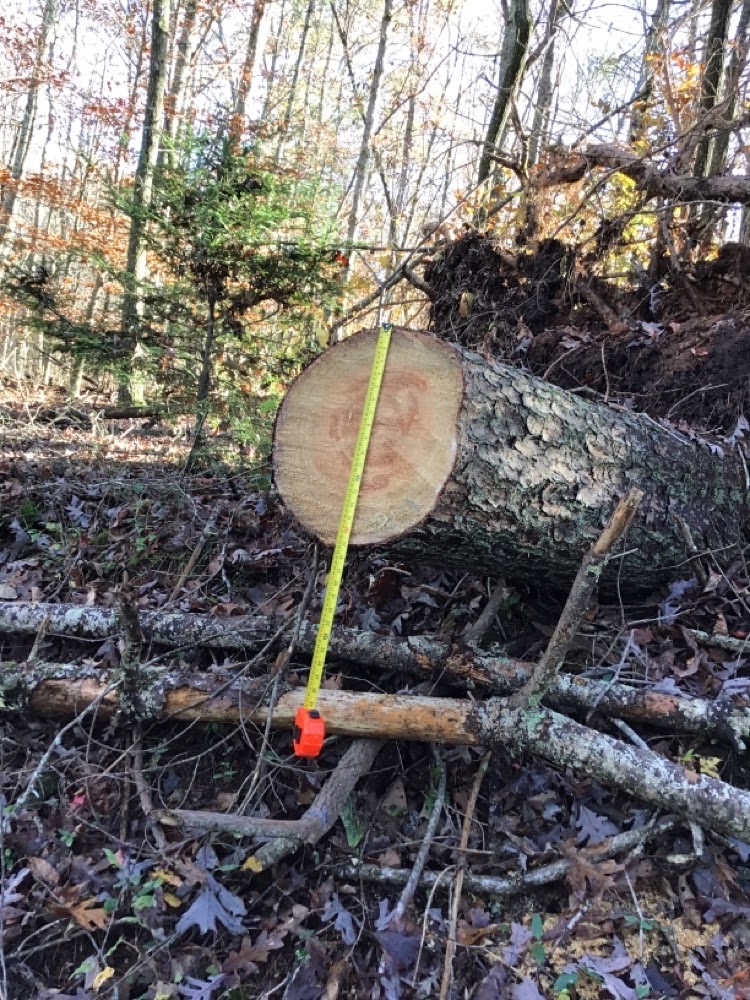 Leftover debris from a fallen tree